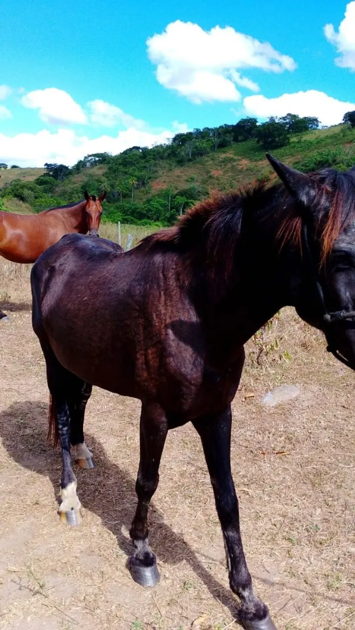 vendo égua de serviço