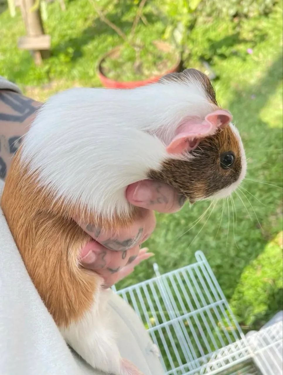 Porquinho da índia  - Foto 2