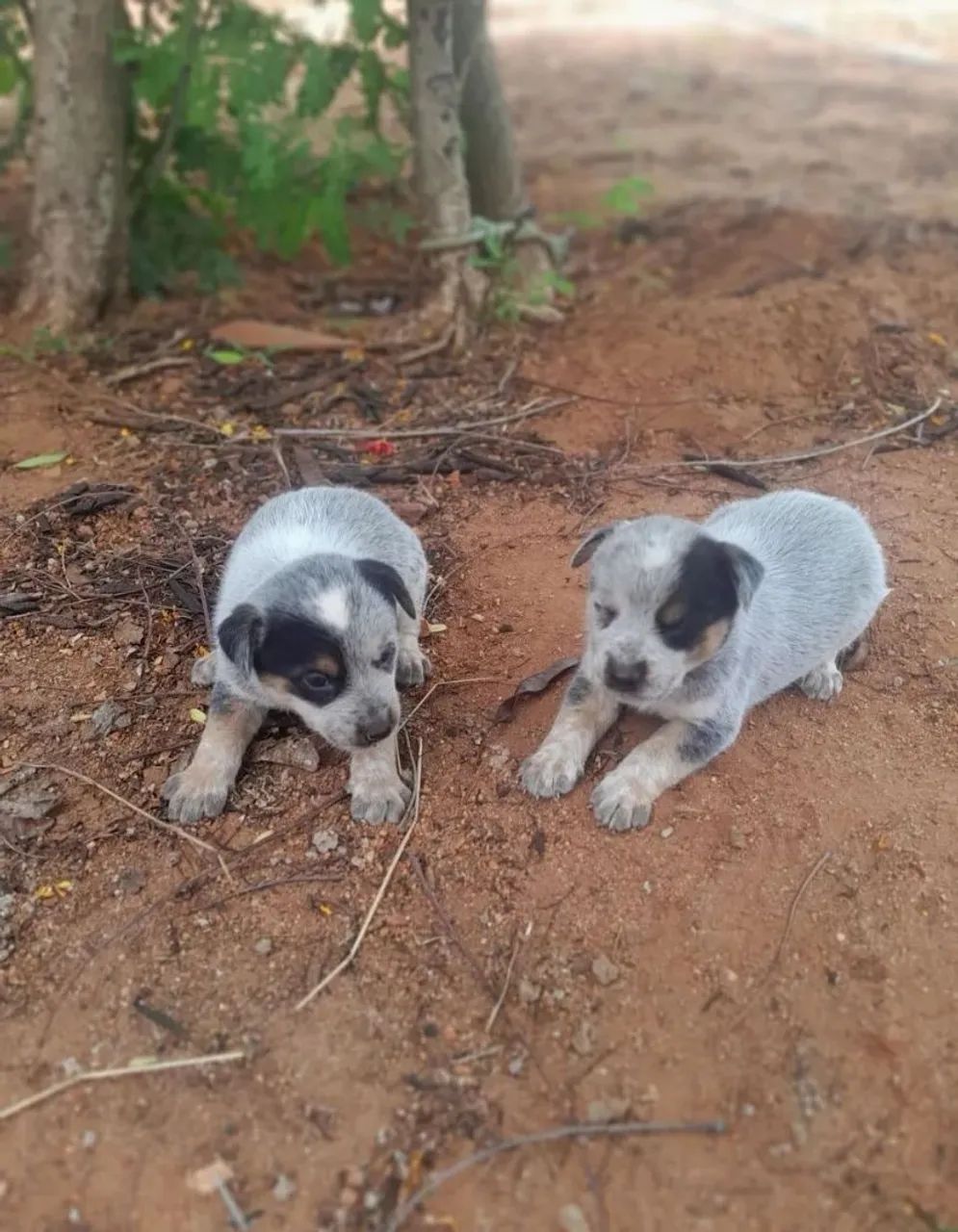 Filhotes de blue heeler