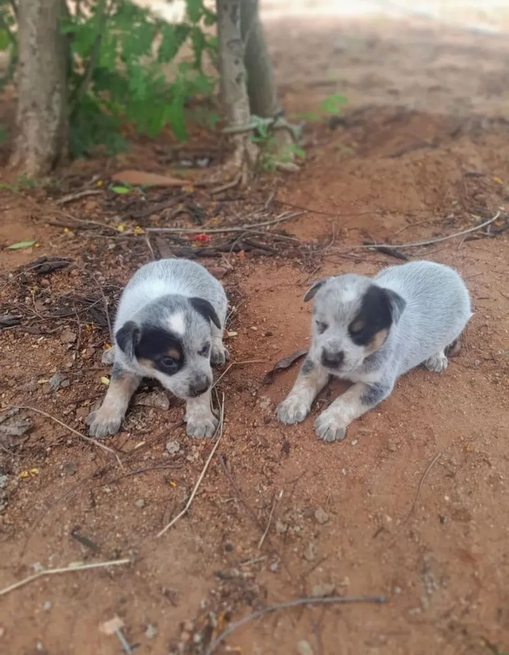 Filhotes de blue heeler