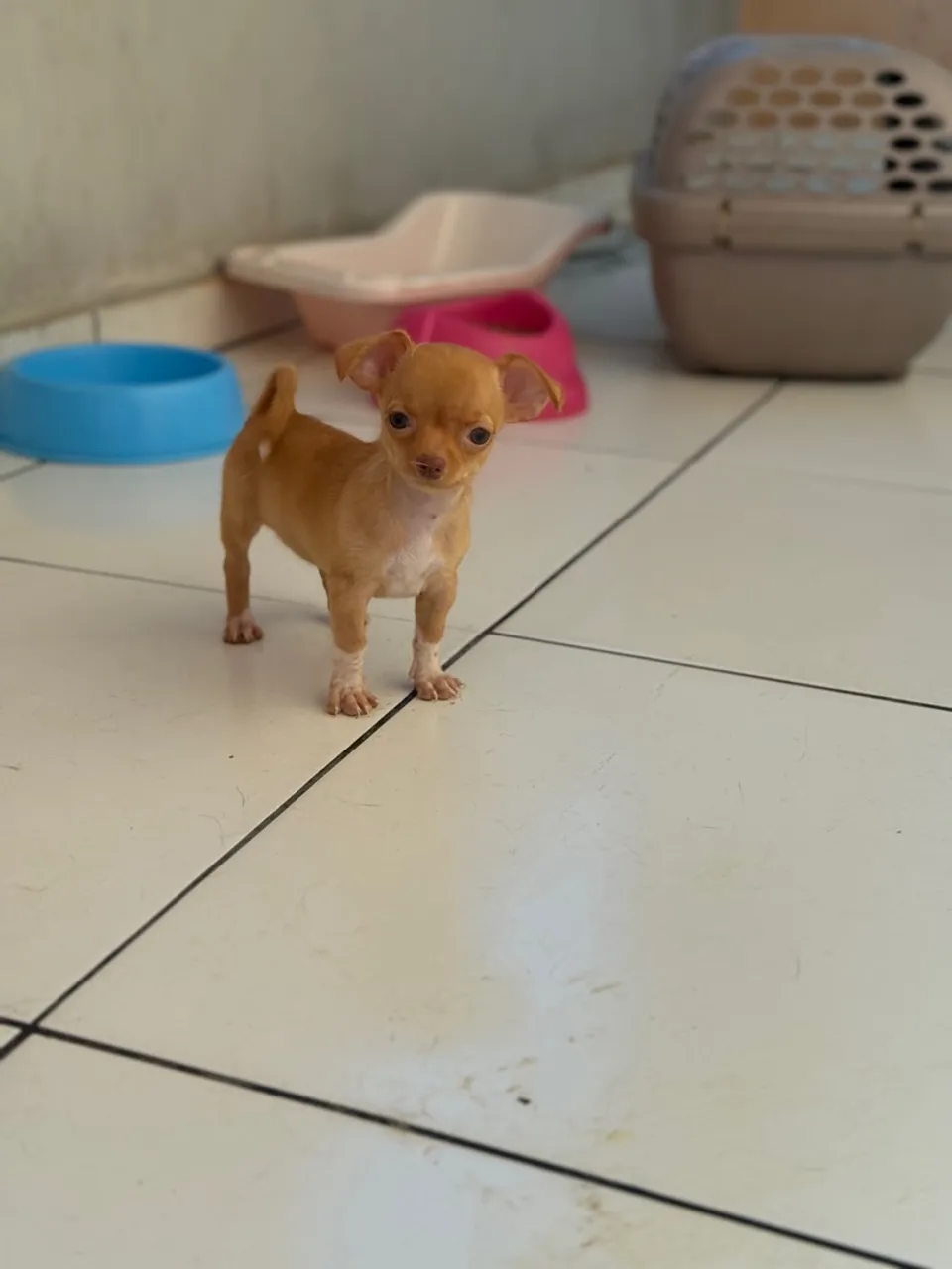 Filhote de Chihuahua disponíveis