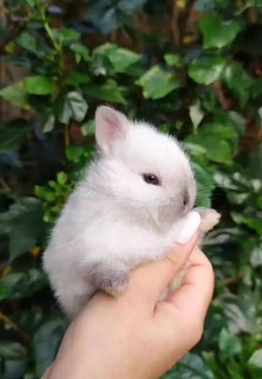 Coelho Mini Anão Netherland dwarft hotot Olhos Azuis ,Várias cores  - Foto 5