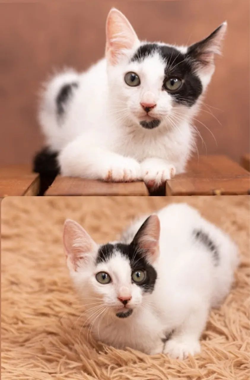 Filhotes para adoção responsável  - Foto 4