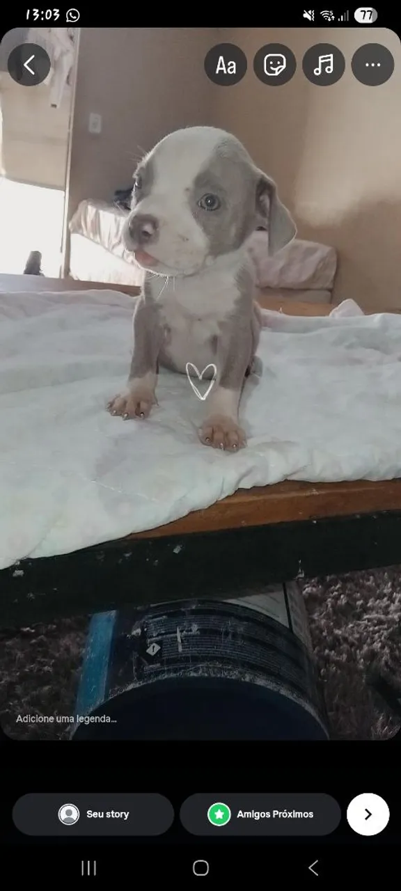 Filhote de america bully disponíveis para venda ,so tem essa femea