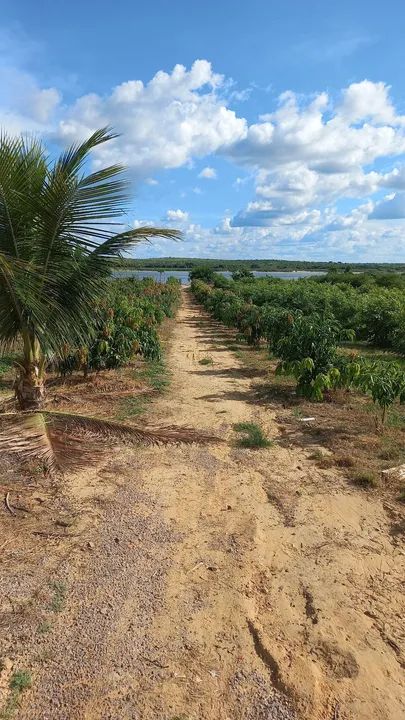 Chácara com 3 hectares na beira do rio - Foto 2