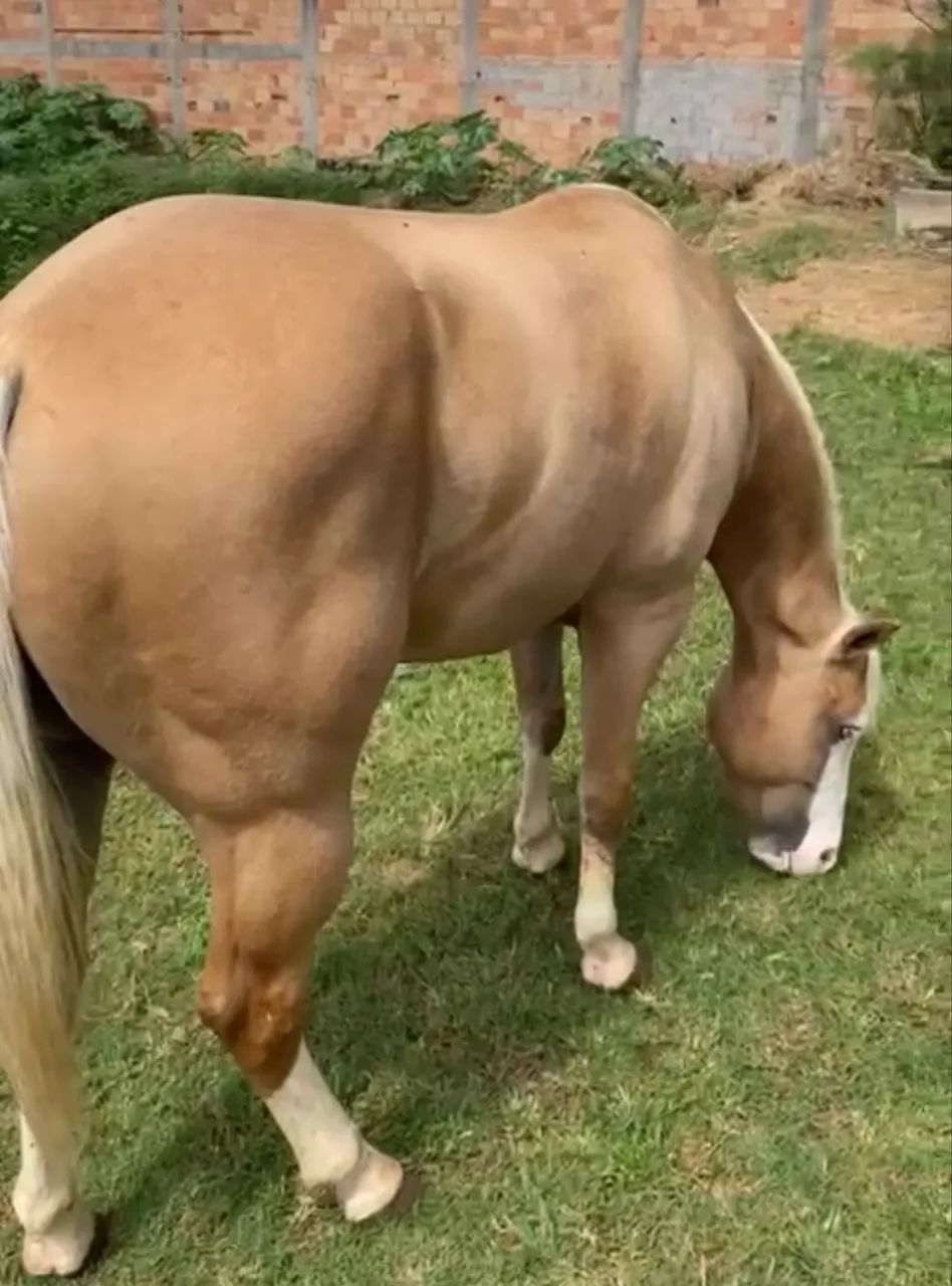 Quarto de Milha Palomino Registrado - Linhagem Gunner - Foto 4