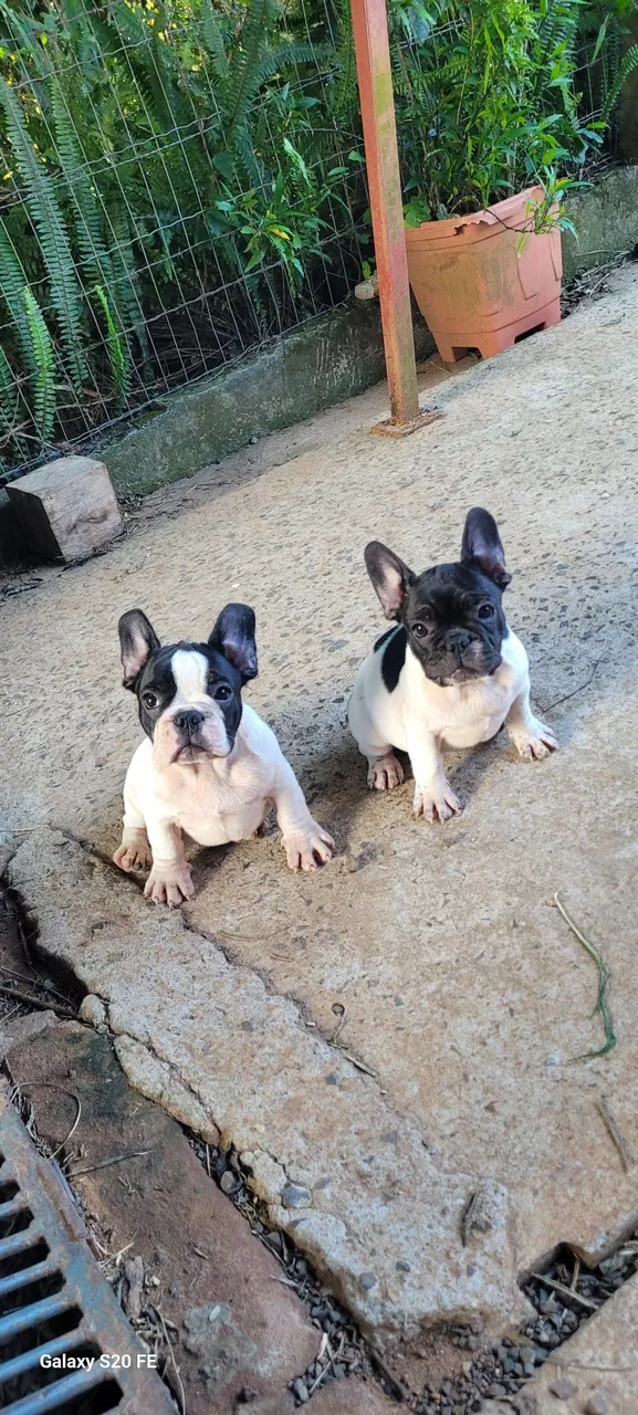 Filhotes de Bulldog Francês