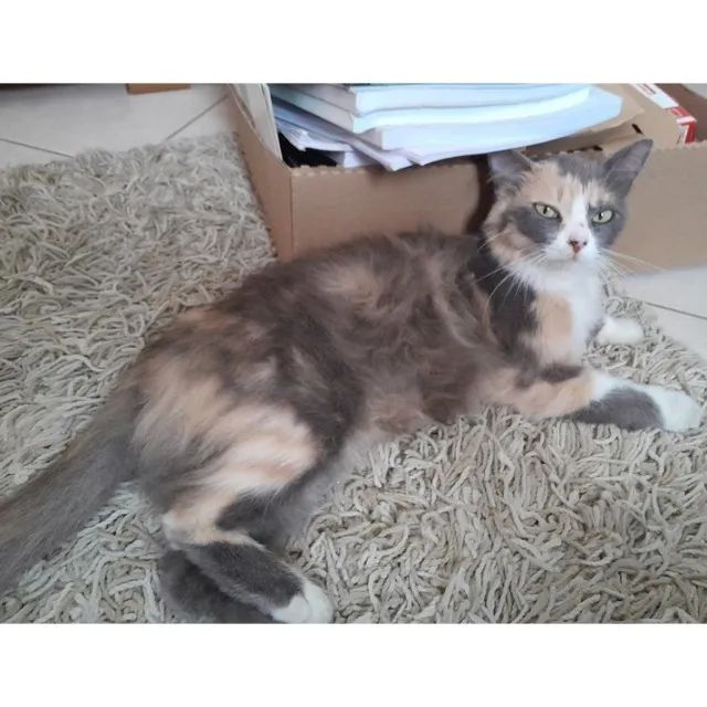 Adoção gata castrada - Foto 4