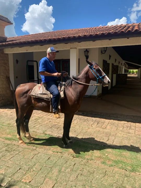 Cavalo castrado Paint Horse castanho  - Foto 2