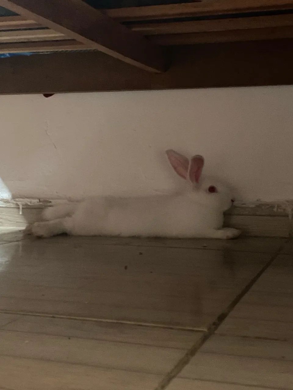 Vende-se coelhinho de raça