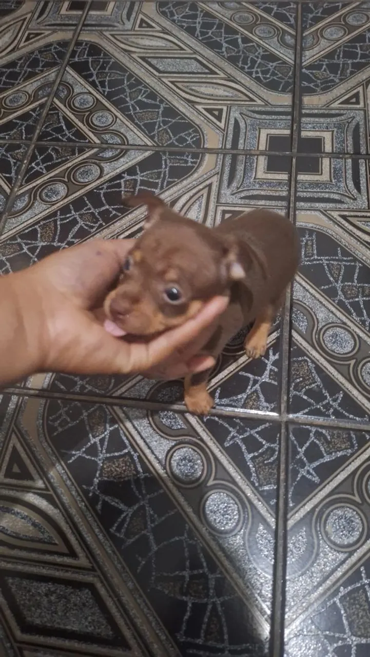 Filhote de Pinscher Miniatura - Fofo e Carinhoso!