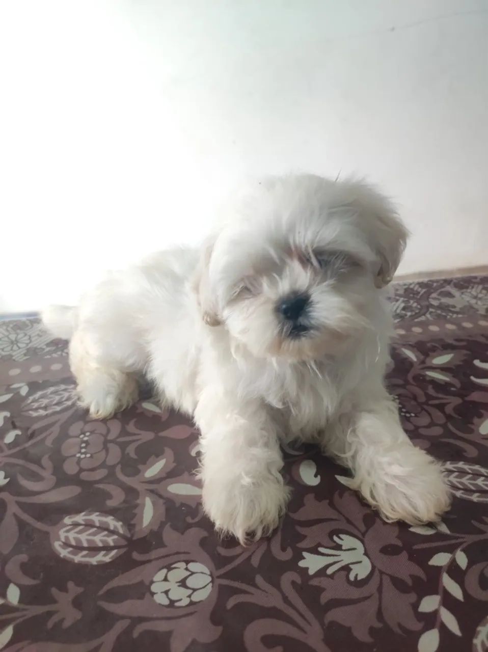 Shih Tzu Albino - Foto 3