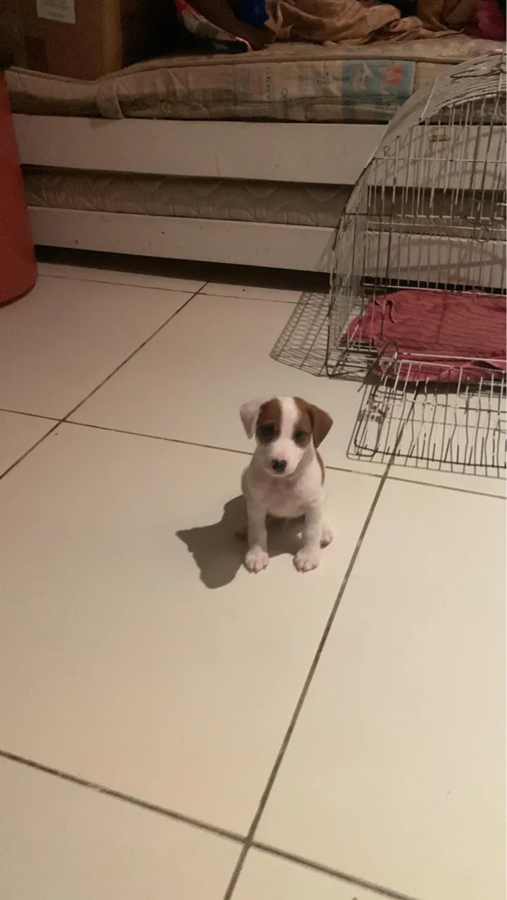 Filhotes de Jack Russel Terrier - 3 Machos e 1 Fêmea - R$ 2.500