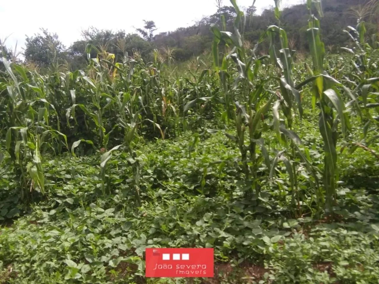 Fazenda para Venda em São Braz do Piauí - Foto 4