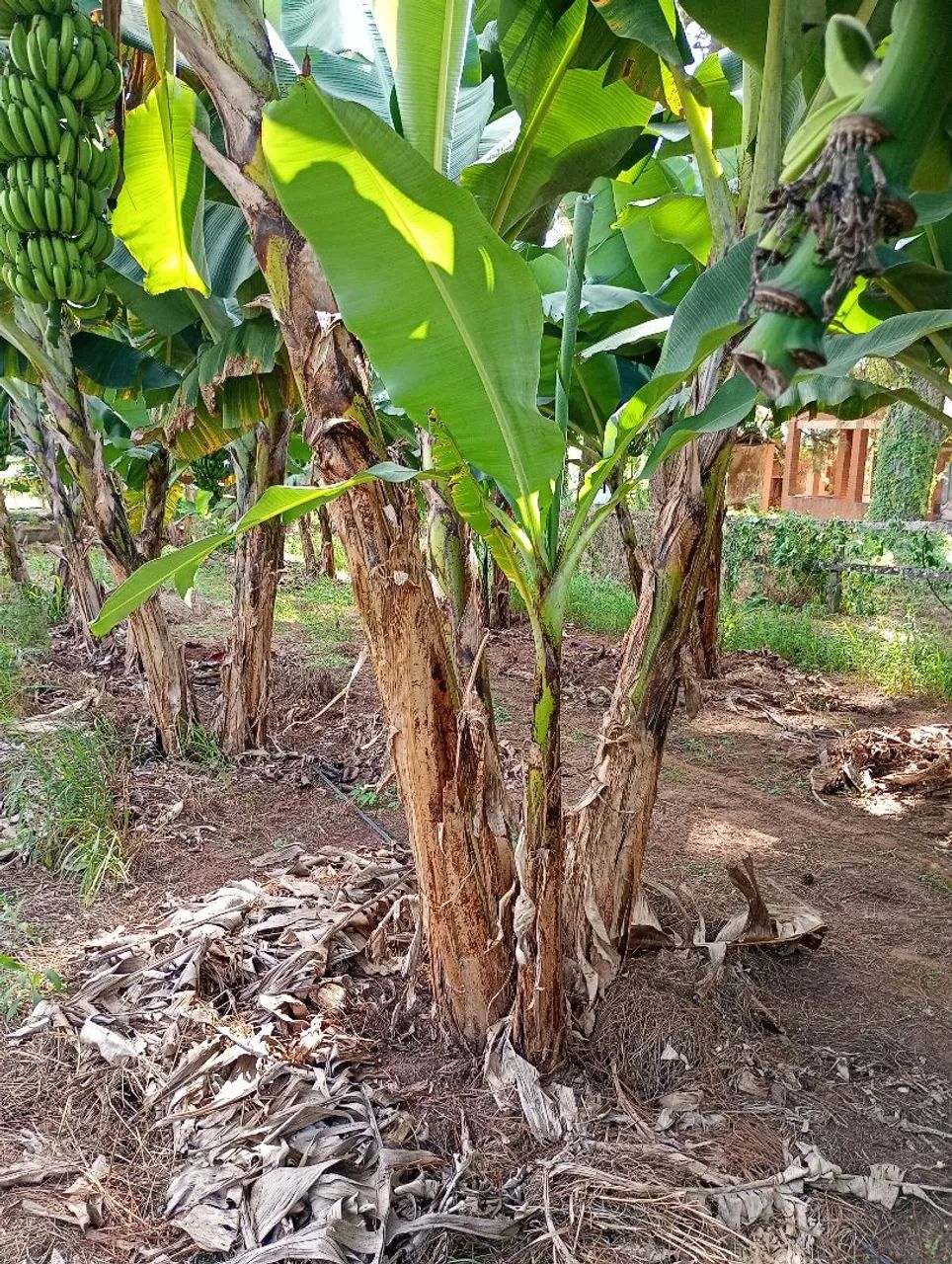 Muda de banana ? - Foto 3