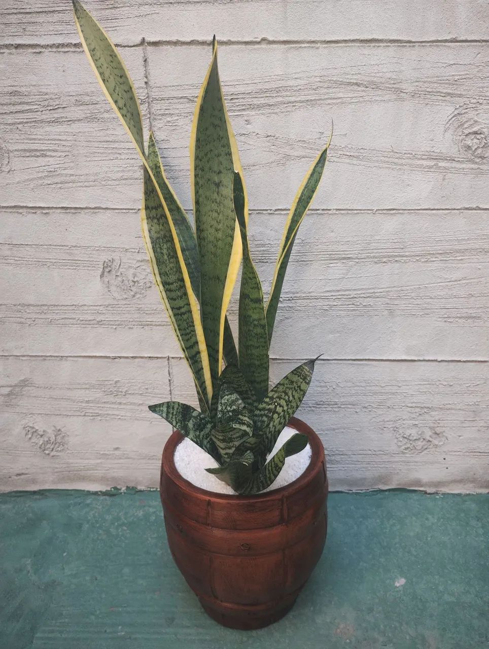 Planta de vaso em cerâmica - Foto 4