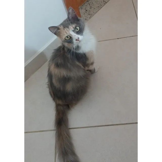 Adoção gata castrada - Foto 6