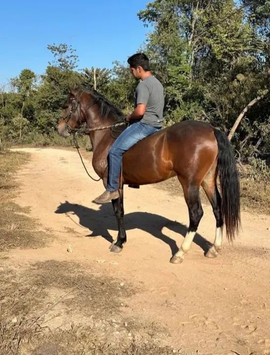 Cavalo para Doação - Foto 5
