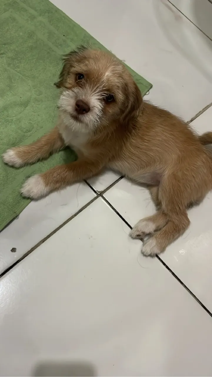 Filhote adorável e carinhoso