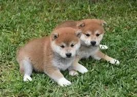 shiba  unico canil que tem disponivel no momento 