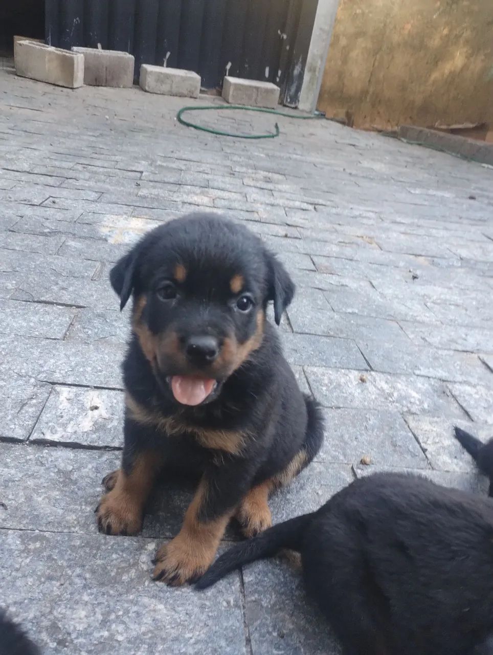 Filhotes Rottweiler Fêmea e Macho - Foto 4