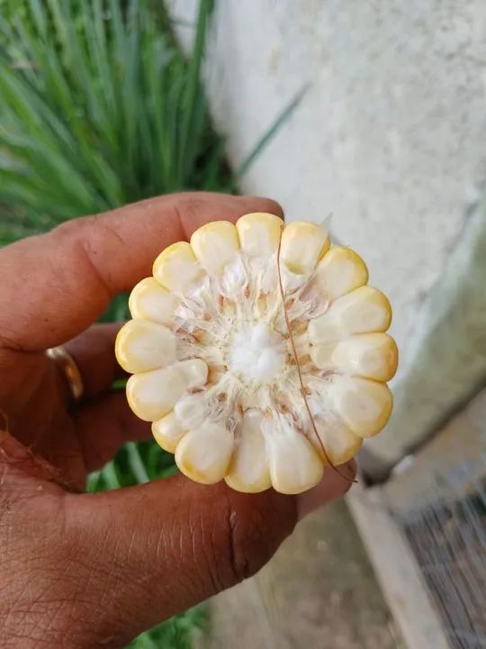 Silagem de 100% Milho  - Foto 2