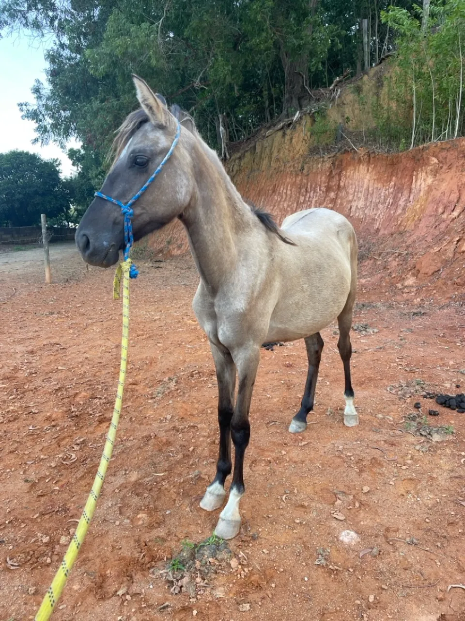 Potro Mangalarga Marchador filho do expoente do Espírito Santo