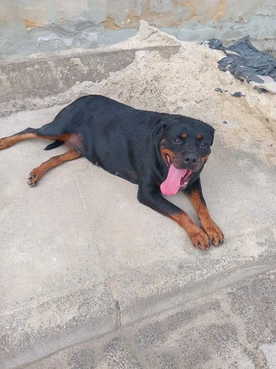 Doação rotweiler fêmea  - Foto 2