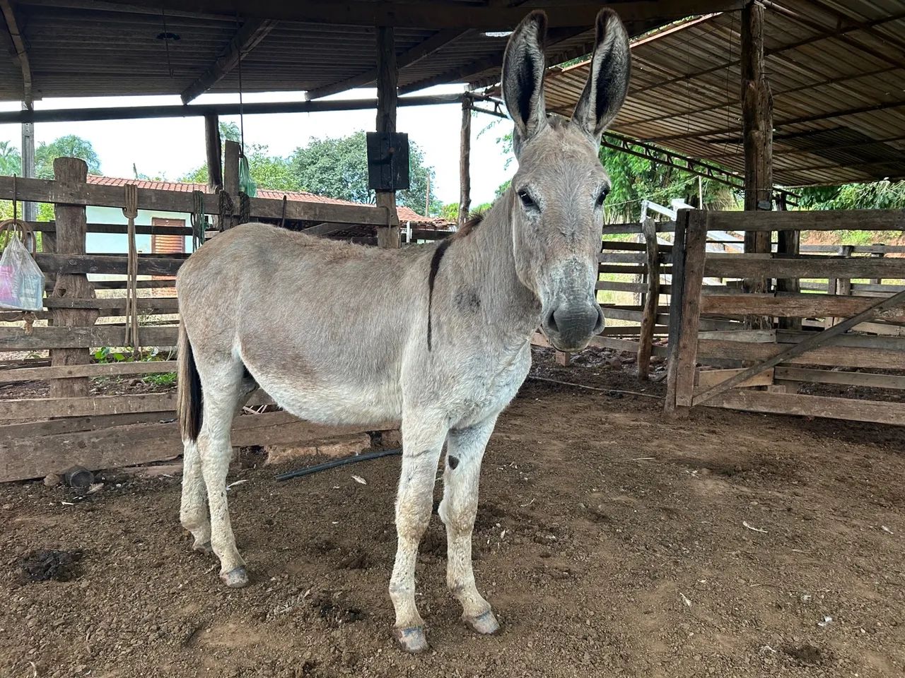 Na de colocar na baia ainda cresce muito novinho 