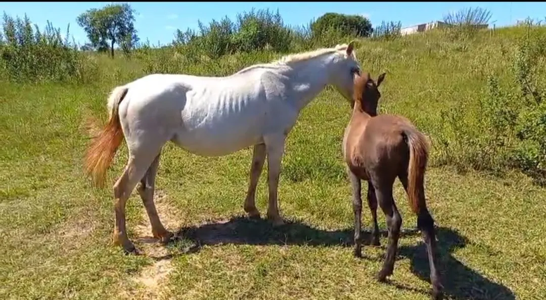 Egua e Potra para venda
