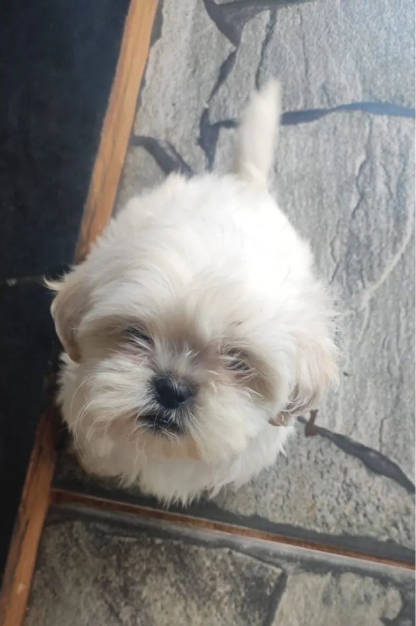 Shih Tzu Albino