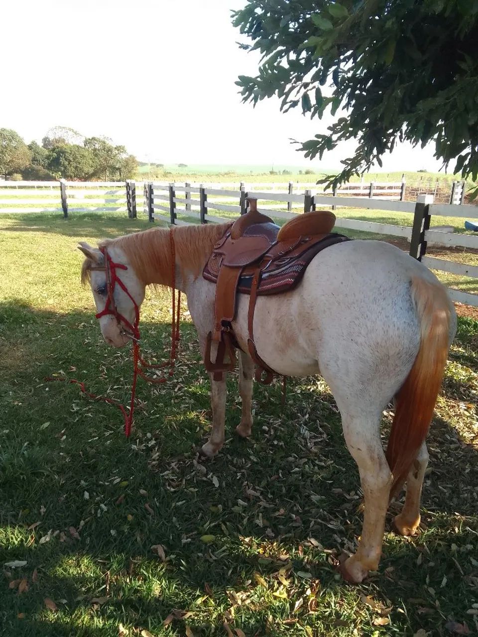 Égua  meio sangue QM  