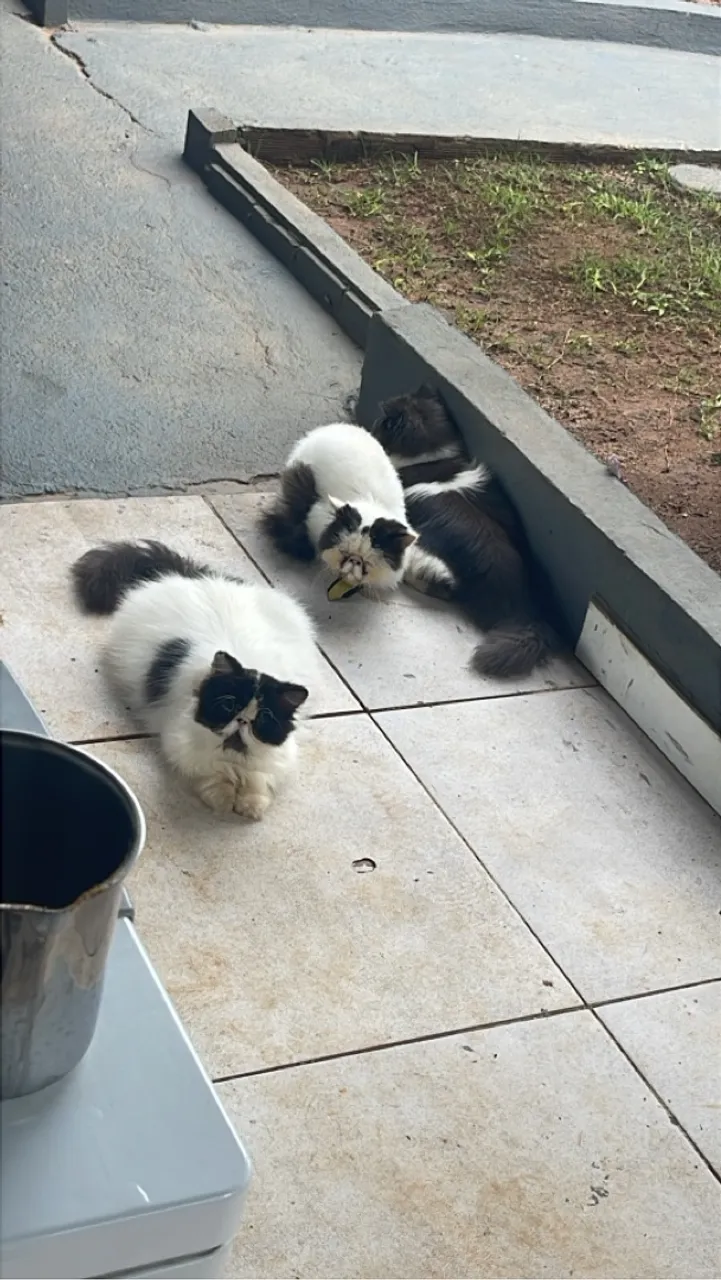 Lindos filhotes de gatos persa show