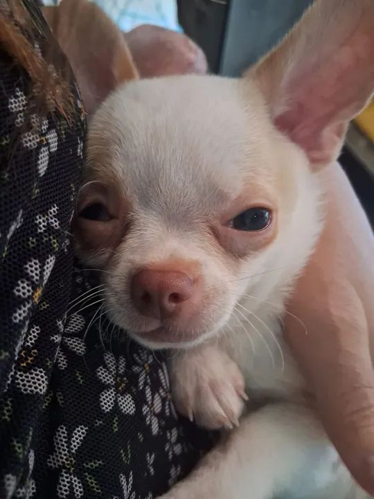 Chihuahua filhote - Foto 4