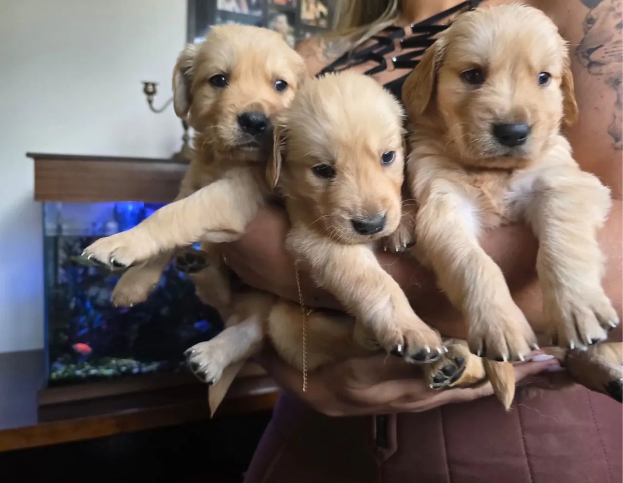 Filhotes femea Golden Retriever com Pedigree (opcional)