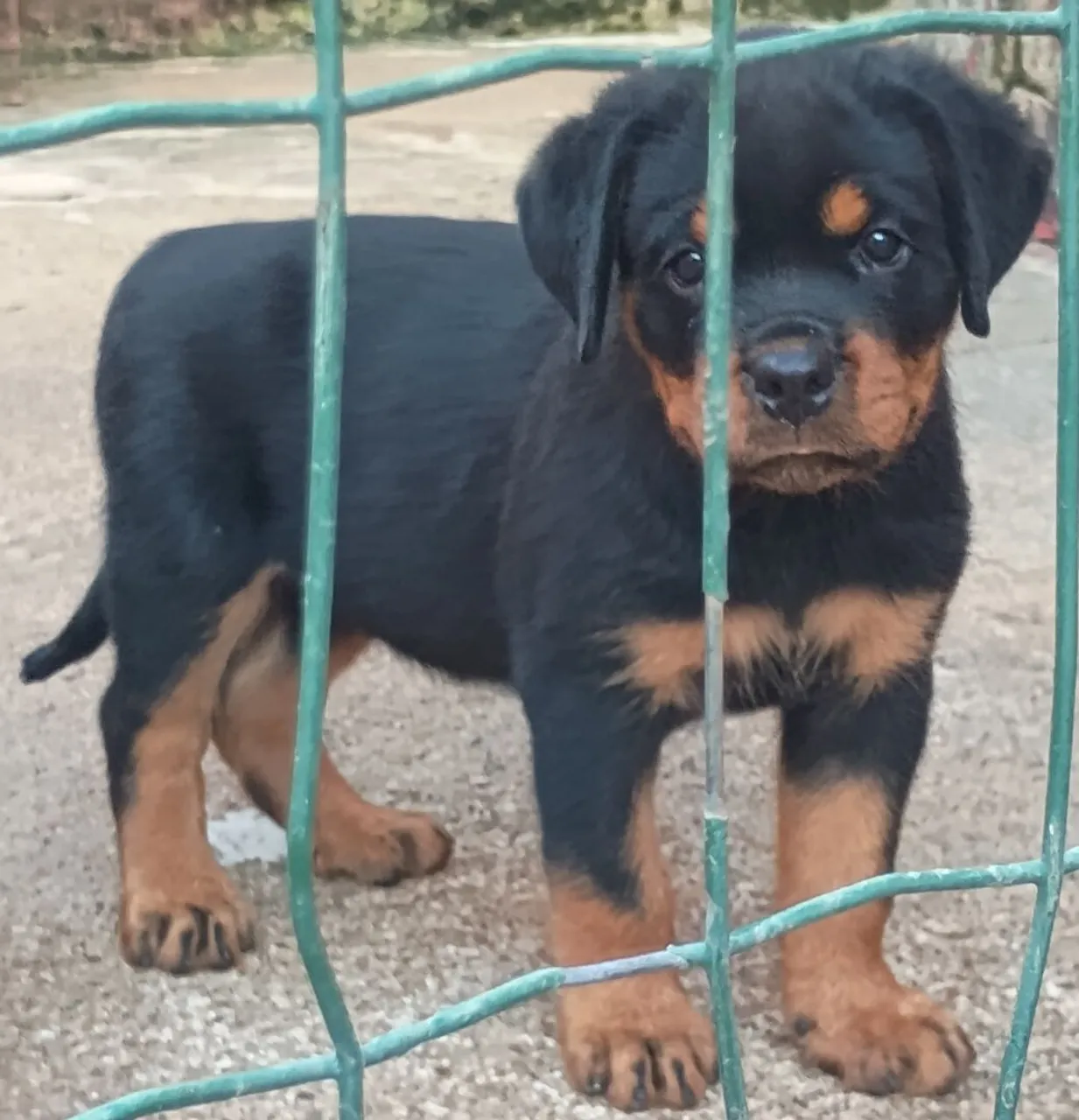 Filotes de rottweiler disponíveis pra venda.