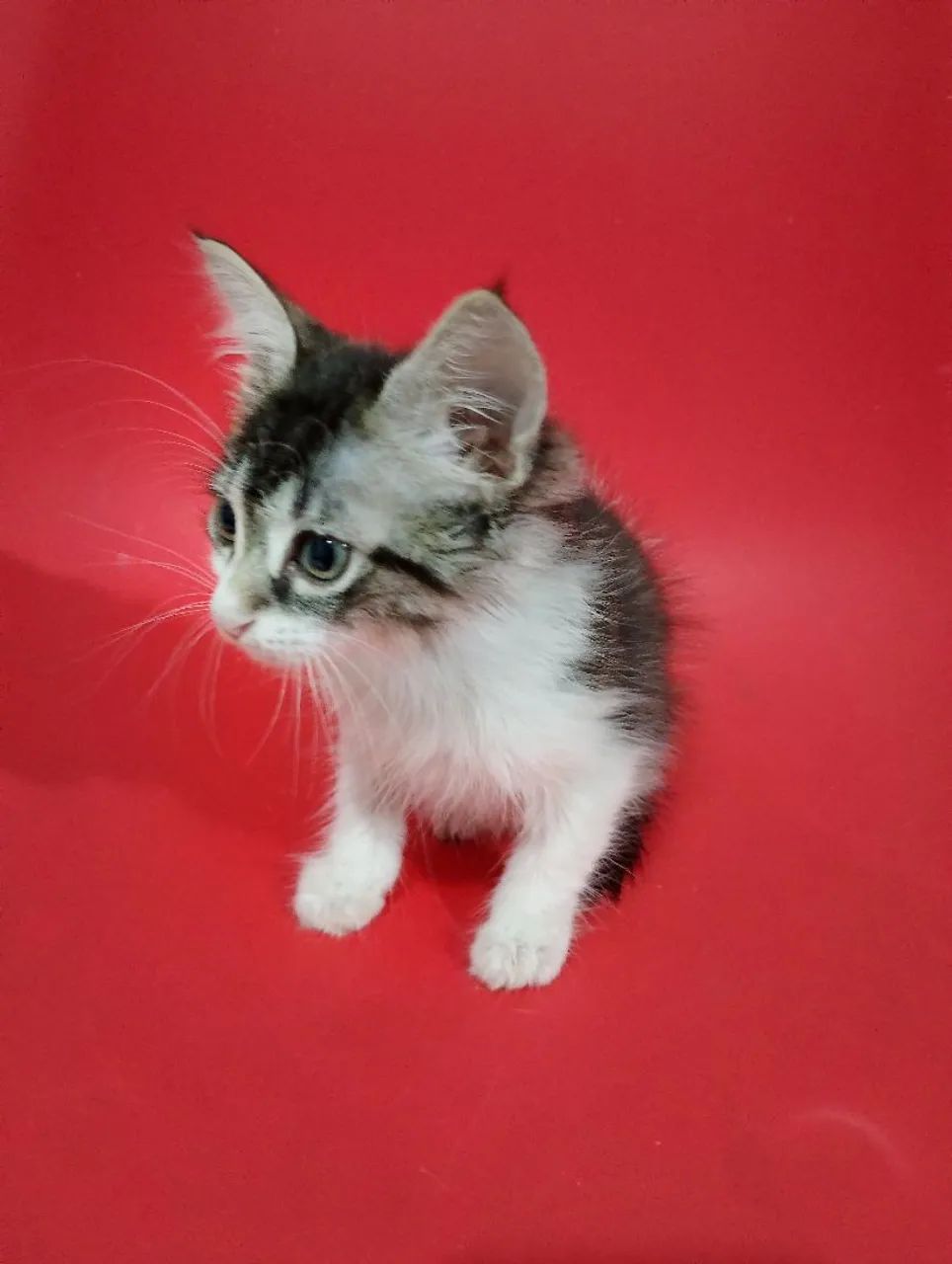 Doação de gatinho macho - Foto 6