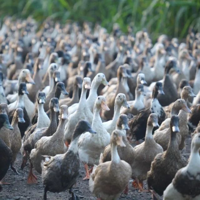Vendo patos