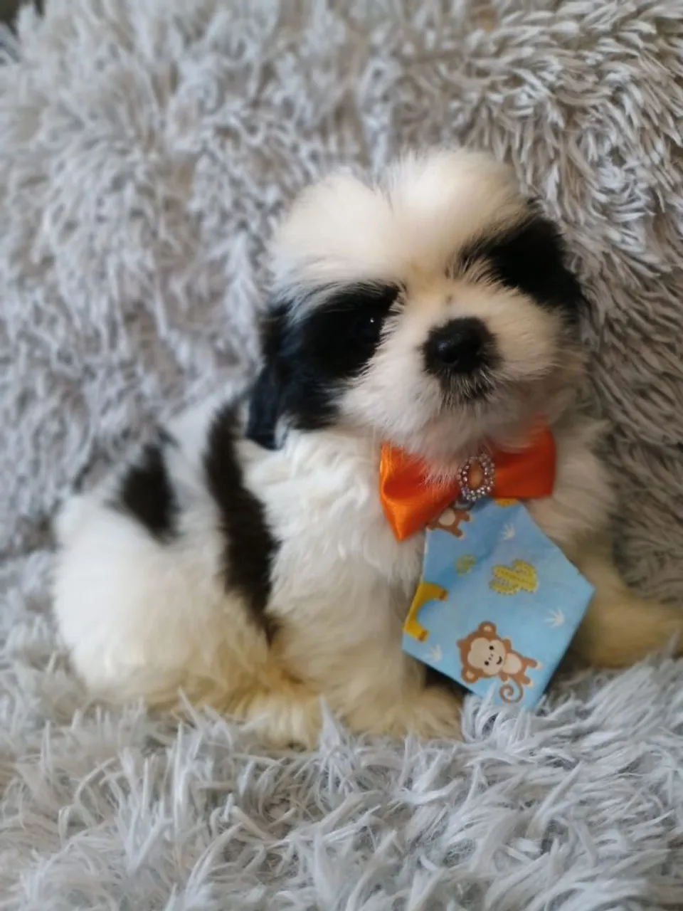 Shih Tzu Macho CBKC 