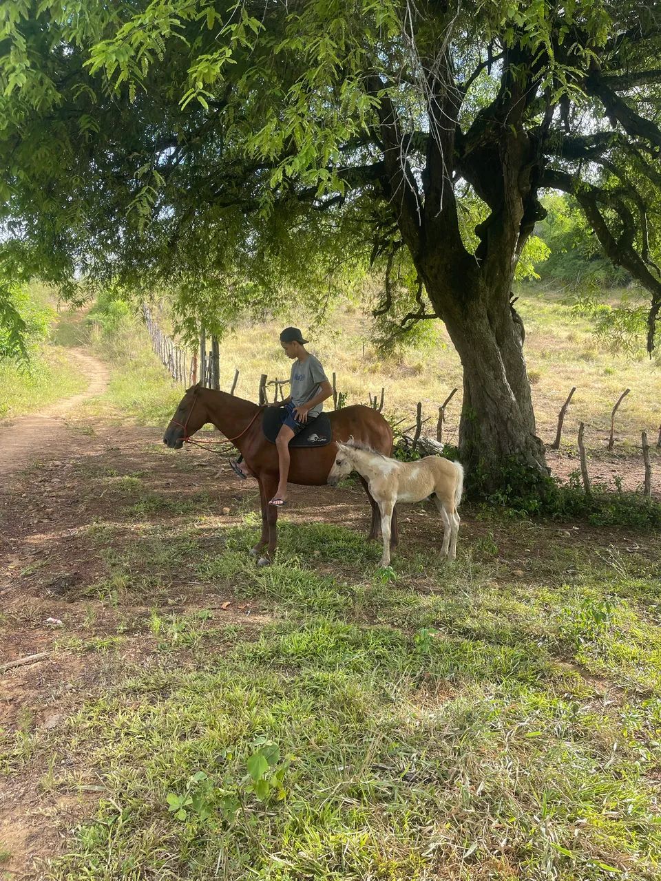 Égua mangalarga marchador com potro pampa ao pé  - Foto 2