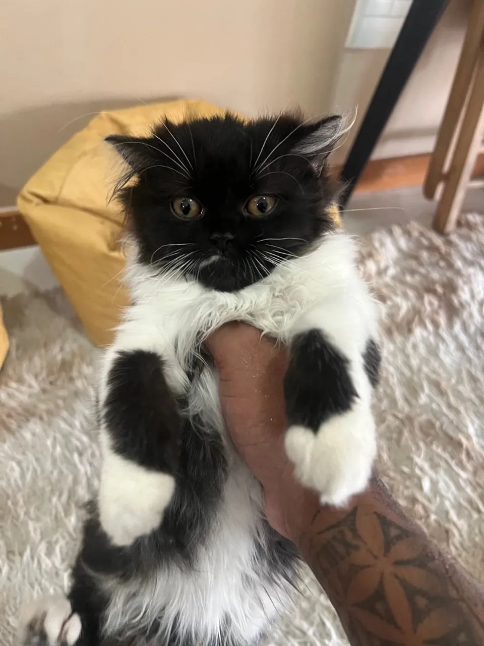 Gato persa  - Foto 2
