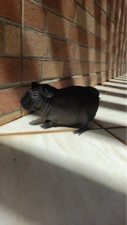 Porquinho da índia Skinny - Foto 3