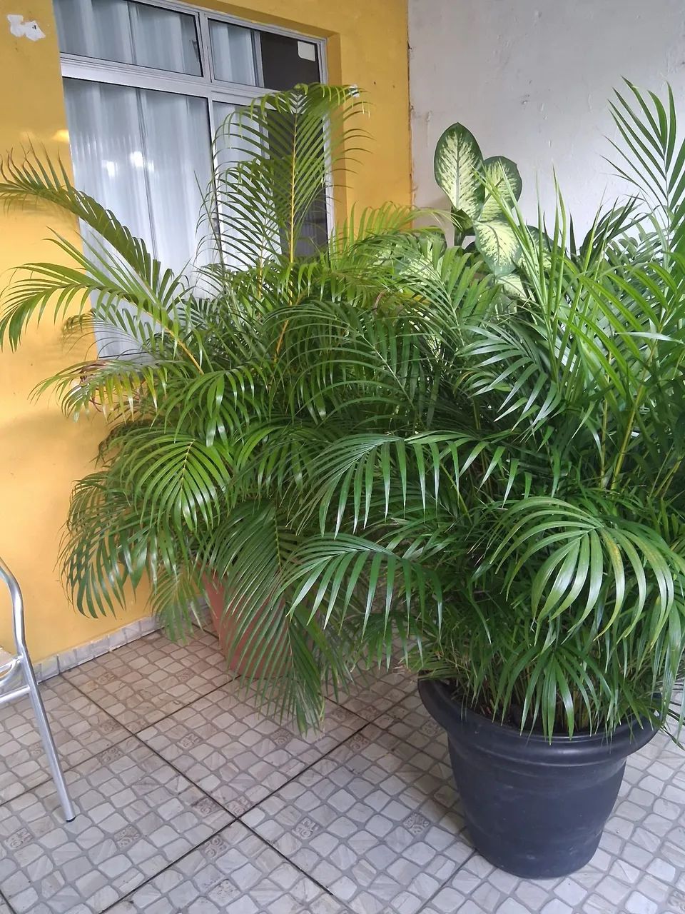 Lindas plantas e enormes  - Foto 5