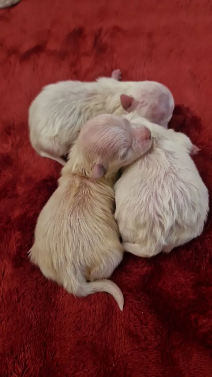 Filhotes de Spitz Alemão Anão fofinhos
