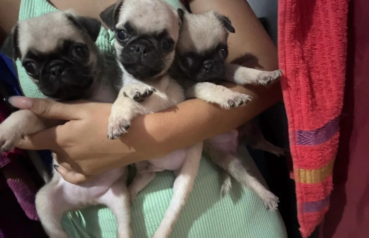 Pug