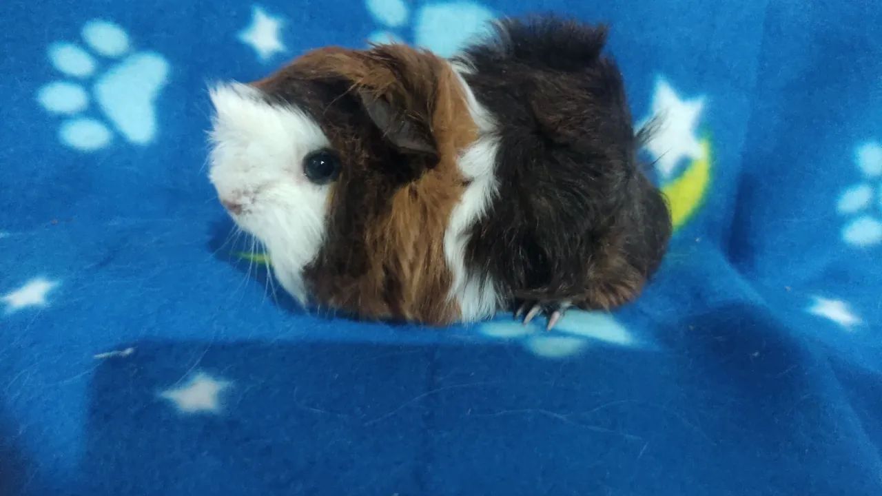 Machinhos disponíveis.