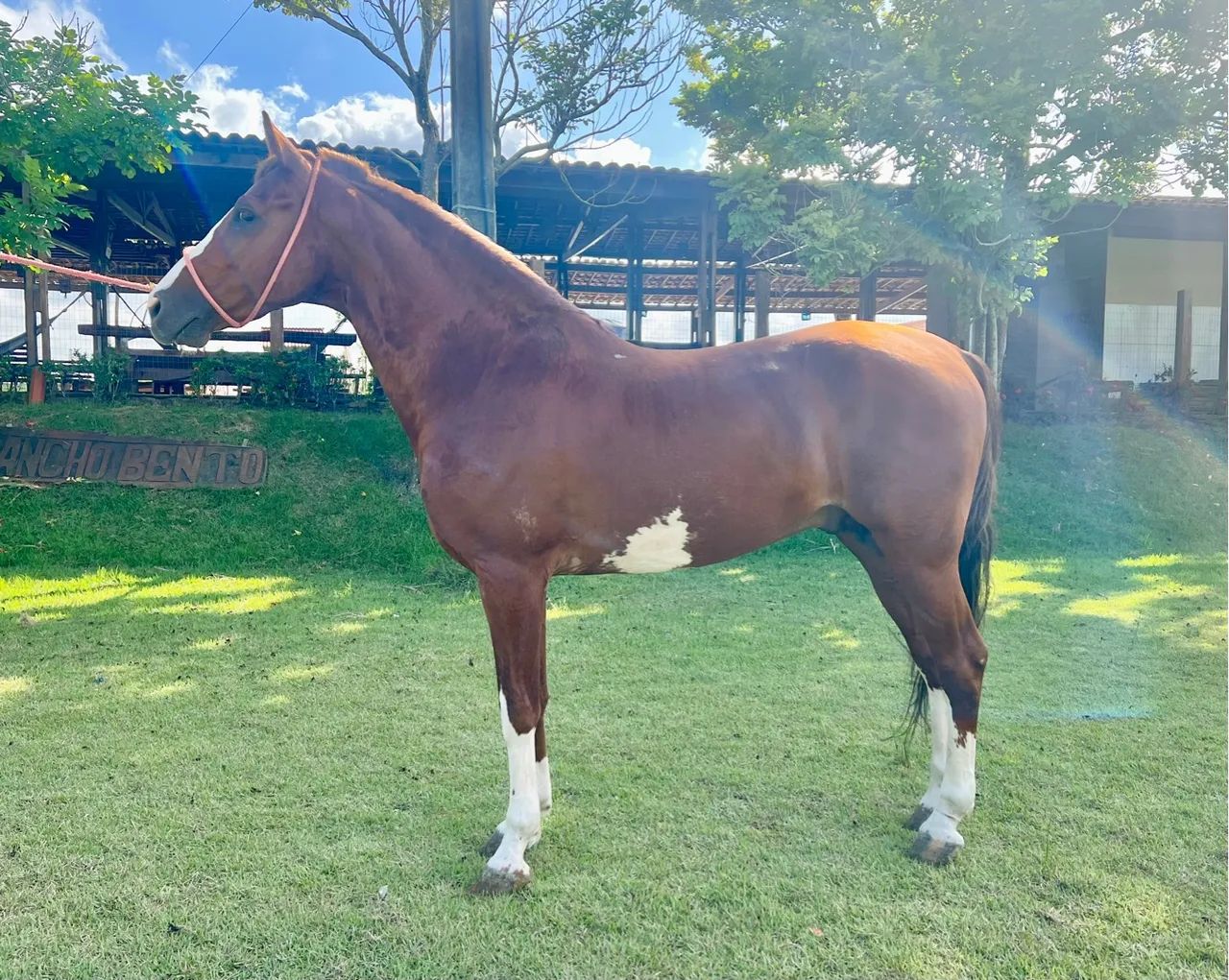 Cavalo Mangalarga Marcha Picada - Foto 2