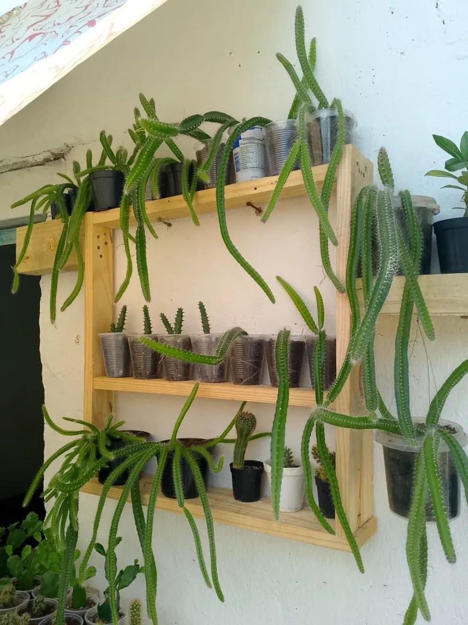 Cactos pendentes e plantas 