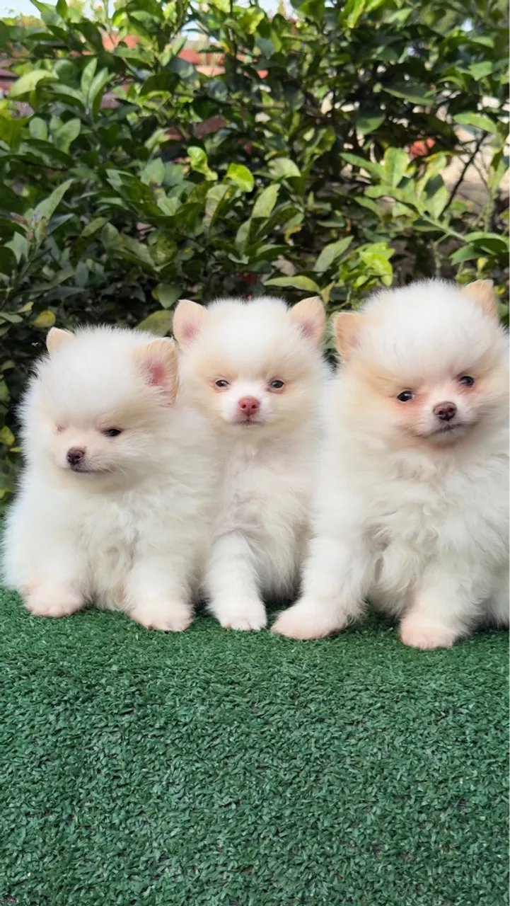 Spitz machos