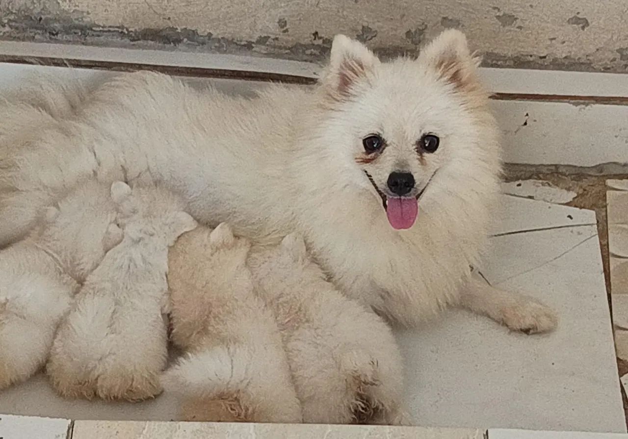 Filhote de Spitz Alemão disponíveis  - Foto 3